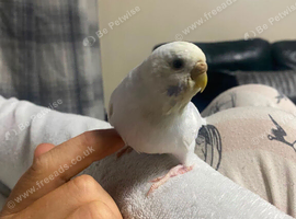 Various coloured hand tame baby budgies