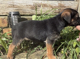 Border terrier boy pups
