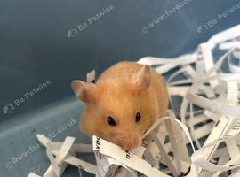 Syrian Hamster Baby&rsquo;s - Ready 8th July