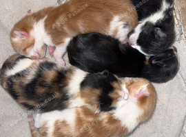Calico / ginger kittens