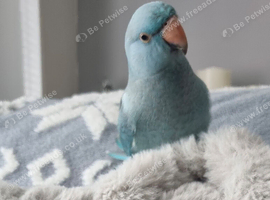 Male Blue Ringneck