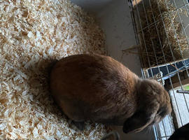Mini lop rabbit