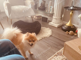 Pomeranian to a good home