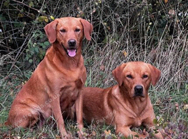 **Fox Red Labrador for Stud**