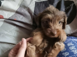 Wired Haired - Long Haired Dachshund Puppies