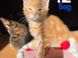 beautiful kittens for sale