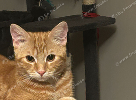 Ginger kitten