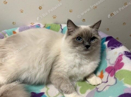 Beautiful ragdoll female