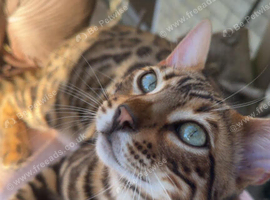 Male bengal