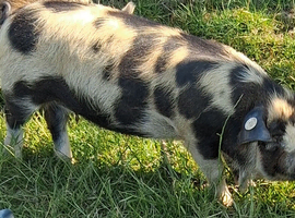 Registered Kune kune