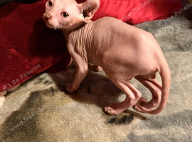Male dwelf white kitten