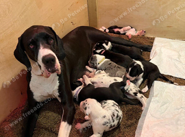 Championship Great Dane Pups