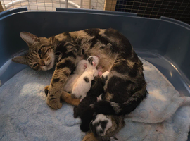 Bengal cross kittens