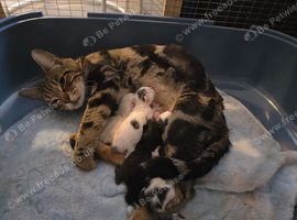 Bengal cross kittens
