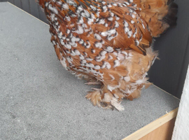 Millefleur Pekin bantam chicken