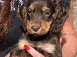 Cocker spaniel pups