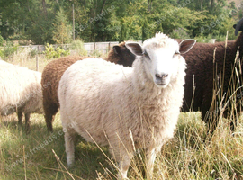 Ram lamb, 5 months old