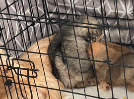 2  grill beautiful pomerian for sell