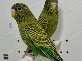 Black Face Budgies For Sale