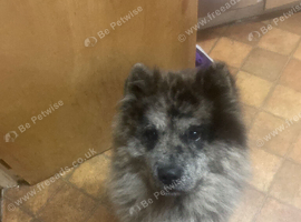 Chow chow
