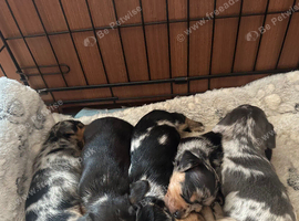 Miniature dachshund pups