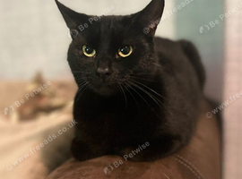 Cat for rehoming please read