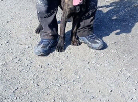 DUTCH SHEPHERD boy puppy