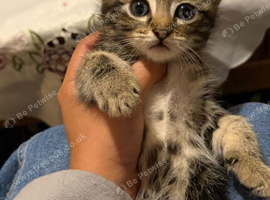 Kittens looking for a home