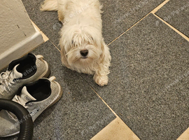 Stunning Bichon boy