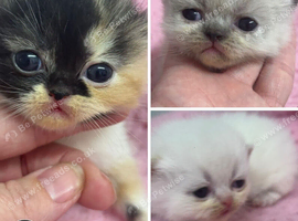 3 beautiful exotic kittens