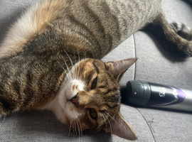Male tabby black female  asap