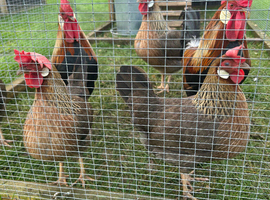 Hatching eggs brown leghorn bantam