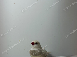 Dimoned firetails finch