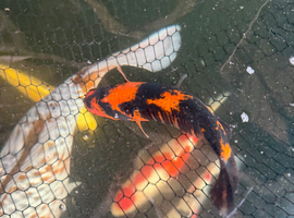 Koi for sale