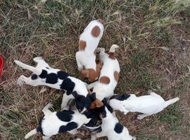 jack russell puppies looking for a forever homes