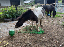 3/4 year old colt
