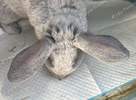 Beautiful rabbits
