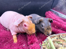 Skinny Pig Girls - Ready Now
