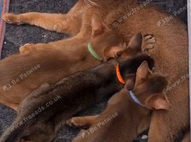 Abyssinian tica pedigree