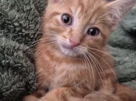 2 beautiful ginger boy's