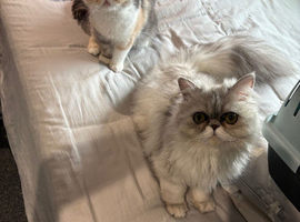 Persian and exotic shorthair