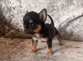 Chihuahua black tri male ready now XXS