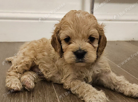 American cockerpoo
