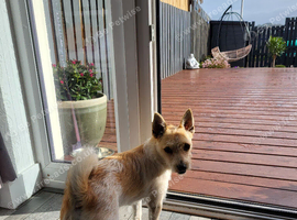 Jack Russell