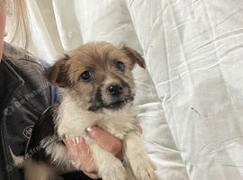 Beautiful small jackapoo pups