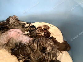 Stunning Yorkshire Terriers puppies