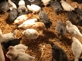 5 week old sexed pullet chicks