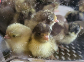 Button quail chicks
