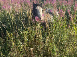Grass livery