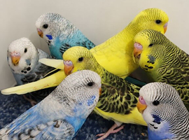 Budgies 2 months old